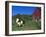 Domestic Llama, on Farm, Vermont, USA-Lynn M. Stone-Framed Photographic Print