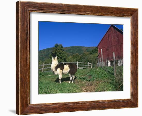 Domestic Llama, on Farm, Vermont, USA-Lynn M. Stone-Framed Photographic Print