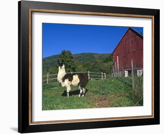 Domestic Llama, on Farm, Vermont, USA-Lynn M. Stone-Framed Photographic Print