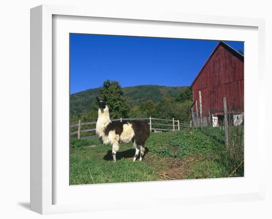 Domestic Llama, on Farm, Vermont, USA-Lynn M. Stone-Framed Photographic Print