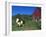 Domestic Llama, on Farm, Vermont, USA-Lynn M. Stone-Framed Photographic Print