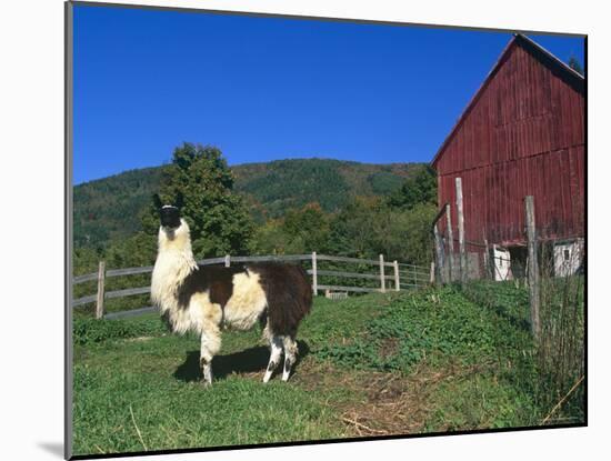 Domestic Llama, on Farm, Vermont, USA-Lynn M. Stone-Mounted Photographic Print