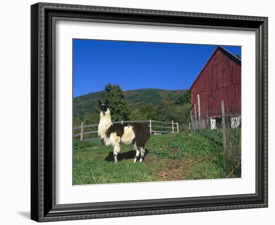 Domestic Llama, on Farm, Vermont, USA-Lynn M. Stone-Framed Photographic Print