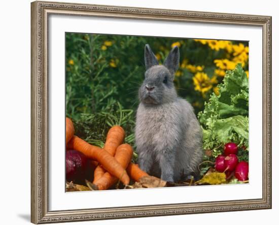 Domestic Netherland Dwarf Rabbit Amongst Vegetables, USA-Lynn M. Stone-Framed Photographic Print