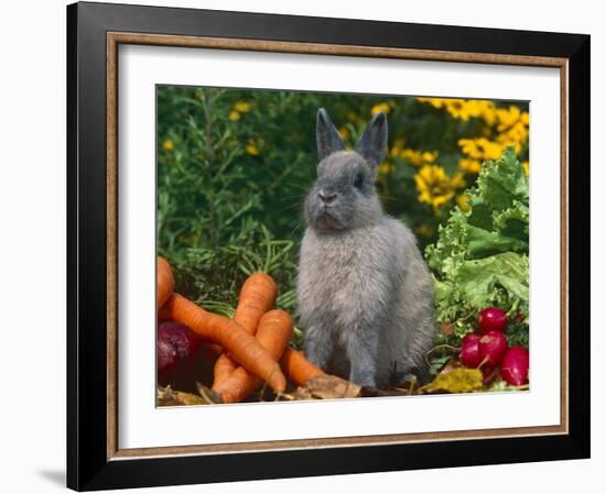 Domestic Netherland Dwarf Rabbit Amongst Vegetables, USA-Lynn M. Stone-Framed Photographic Print