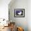 Domestic New Zealand Rabbit, Amongst Hydrangea, USA-Lynn M^ Stone-Framed Photographic Print displayed on a wall