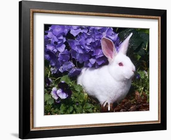 Domestic New Zealand Rabbit, Amongst Hydrangea, USA-Lynn M^ Stone-Framed Photographic Print