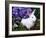 Domestic New Zealand Rabbit, Amongst Hydrangea, USA-Lynn M^ Stone-Framed Photographic Print