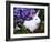Domestic New Zealand Rabbit, Amongst Hydrangea, USA-Lynn M^ Stone-Framed Photographic Print