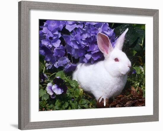 Domestic New Zealand Rabbit, Amongst Hydrangea, USA-Lynn M^ Stone-Framed Photographic Print