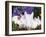 Domestic New Zealand Rabbits, Amongst Hydrangeas, USA-Lynn M. Stone-Framed Photographic Print