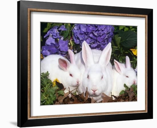 Domestic New Zealand Rabbits, Amongst Hydrangeas, USA-Lynn M. Stone-Framed Photographic Print