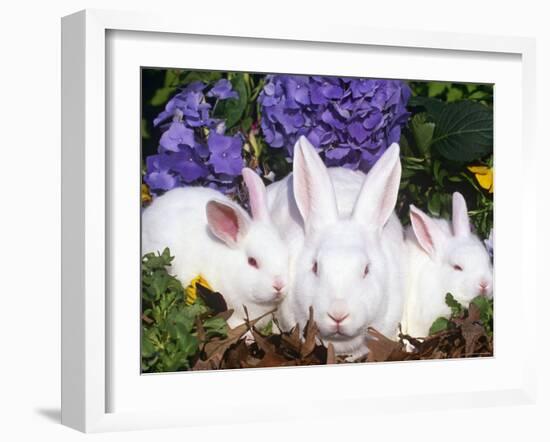 Domestic New Zealand Rabbits, Amongst Hydrangeas, USA-Lynn M. Stone-Framed Photographic Print