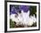 Domestic New Zealand Rabbits, Amongst Hydrangeas, USA-Lynn M. Stone-Framed Photographic Print