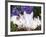 Domestic New Zealand Rabbits, Amongst Hydrangeas, USA-Lynn M. Stone-Framed Photographic Print