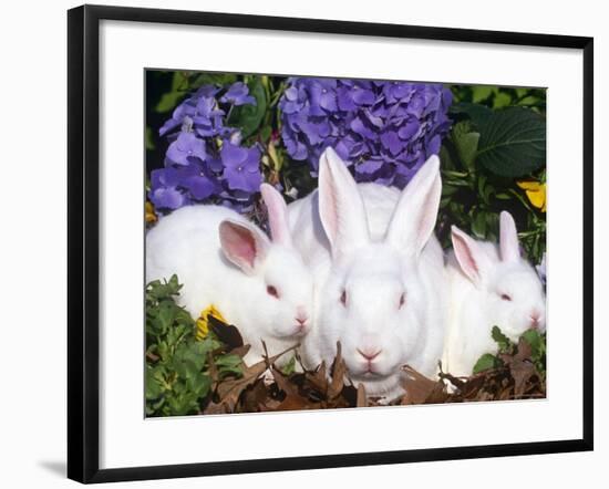 Domestic New Zealand Rabbits, Amongst Hydrangeas, USA-Lynn M. Stone-Framed Photographic Print