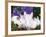 Domestic New Zealand Rabbits, Amongst Hydrangeas, USA-Lynn M. Stone-Framed Photographic Print