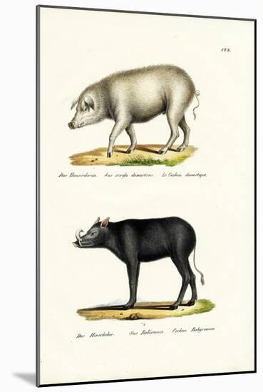 Domestic Pig, 1824-Karl Joseph Brodtmann-Mounted Giclee Print