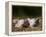 Domestic Pig, Huellhorst, Germany-Thorsten Milse-Framed Premier Image Canvas