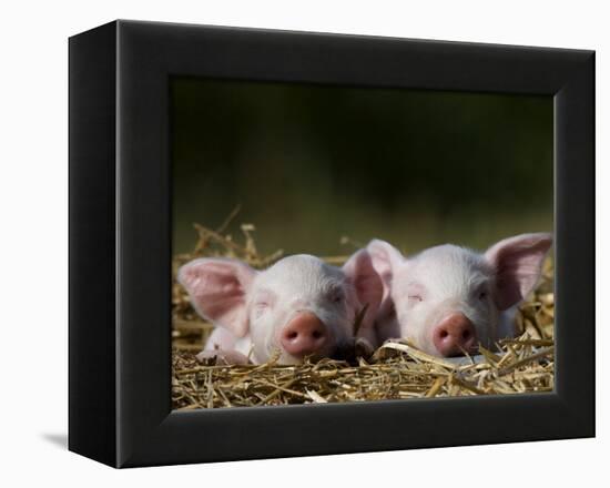Domestic Pig, Huellhorst, Germany-Thorsten Milse-Framed Premier Image Canvas