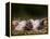 Domestic Pig, Huellhorst, Germany-Thorsten Milse-Framed Premier Image Canvas