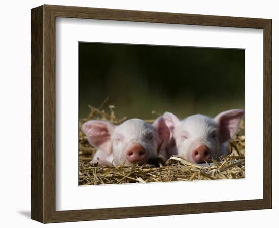 Domestic Pig, Huellhorst, Germany-Thorsten Milse-Framed Photographic Print