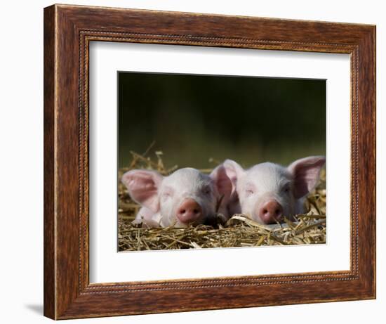 Domestic Pig, Huellhorst, Germany-Thorsten Milse-Framed Photographic Print