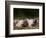 Domestic Pig, Huellhorst, Germany-Thorsten Milse-Framed Photographic Print