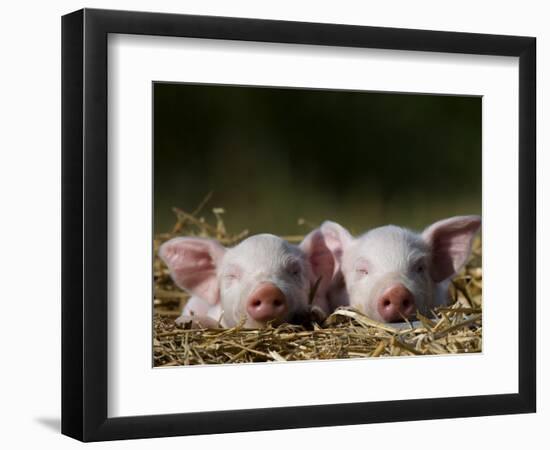 Domestic Pig, Huellhorst, Germany-Thorsten Milse-Framed Photographic Print