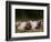 Domestic Pig, Huellhorst, Germany-Thorsten Milse-Framed Photographic Print