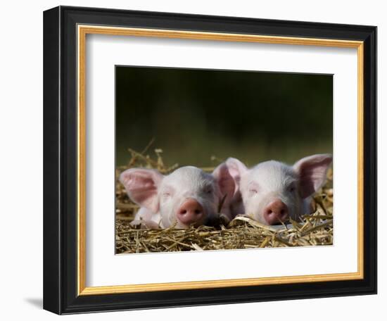 Domestic Pig, Huellhorst, Germany-Thorsten Milse-Framed Photographic Print