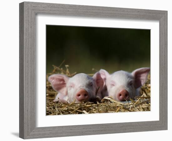 Domestic Pig, Huellhorst, Germany-Thorsten Milse-Framed Photographic Print