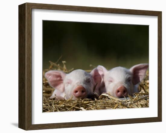 Domestic Pig, Huellhorst, Germany-Thorsten Milse-Framed Photographic Print