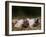 Domestic Pig, Huellhorst, Germany-Thorsten Milse-Framed Photographic Print