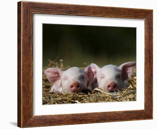 Domestic Pig, Huellhorst, Germany-Thorsten Milse-Framed Photographic Print