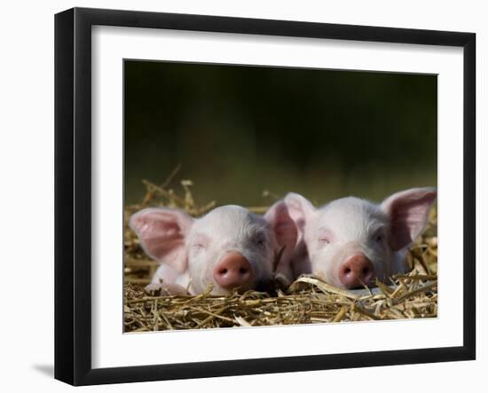 Domestic Pig, Huellhorst, Germany-Thorsten Milse-Framed Photographic Print