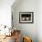 Domestic Pig, Huellhorst, Germany-Thorsten Milse-Framed Photographic Print displayed on a wall