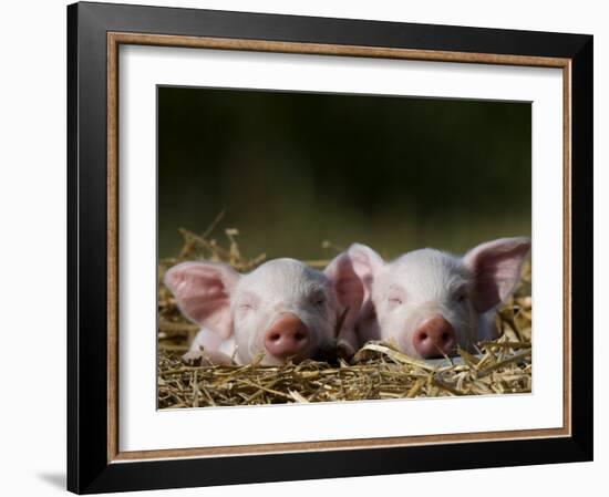 Domestic Pig, Huellhorst, Germany-Thorsten Milse-Framed Photographic Print