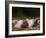 Domestic Pig, Huellhorst, Germany-Thorsten Milse-Framed Photographic Print