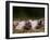 Domestic Pig, Huellhorst, Germany-Thorsten Milse-Framed Photographic Print