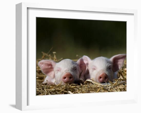 Domestic Pig, Huellhorst, Germany-Thorsten Milse-Framed Photographic Print