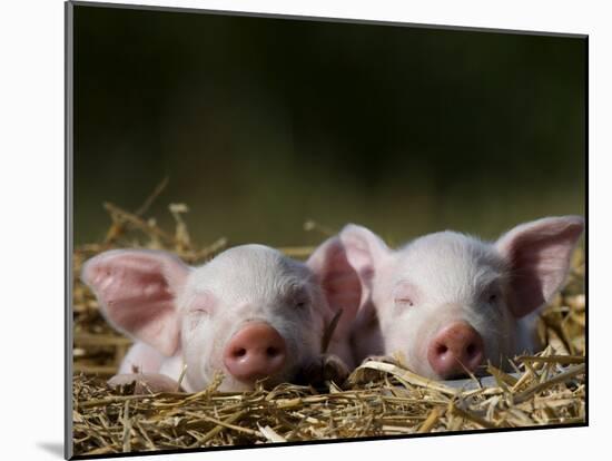Domestic Pig, Huellhorst, Germany-Thorsten Milse-Mounted Photographic Print