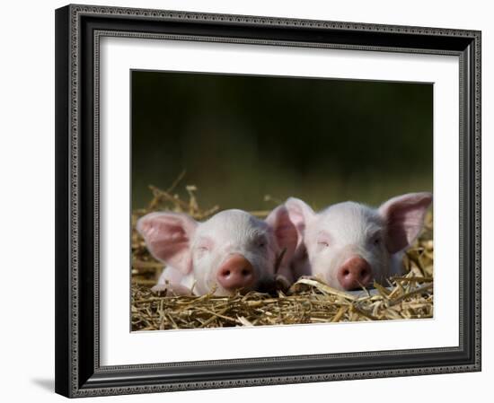 Domestic Pig, Huellhorst, Germany-Thorsten Milse-Framed Photographic Print