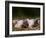 Domestic Pig, Huellhorst, Germany-Thorsten Milse-Framed Photographic Print