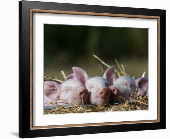 Domestic Pig, Huellhorst, Germany-Thorsten Milse-Framed Photographic Print