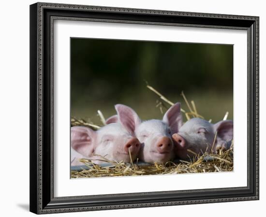 Domestic Pig, Huellhorst, Germany-Thorsten Milse-Framed Photographic Print