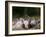 Domestic Pig, Huellhorst, Germany-Thorsten Milse-Framed Photographic Print