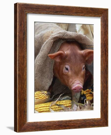 Domestic Pig in Sack, Mixed Breed, USA-Lynn M. Stone-Framed Photographic Print