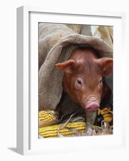 Domestic Pig in Sack, Mixed Breed, USA-Lynn M. Stone-Framed Photographic Print