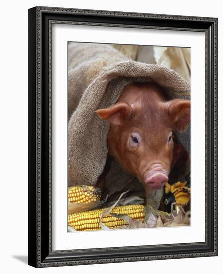 Domestic Pig in Sack, Mixed Breed, USA-Lynn M. Stone-Framed Photographic Print